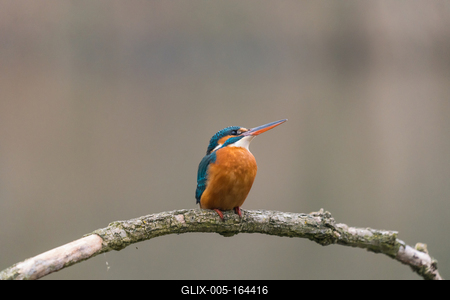 Common Kingfisher (Alcedo atthis) sit on tree-stock-foto