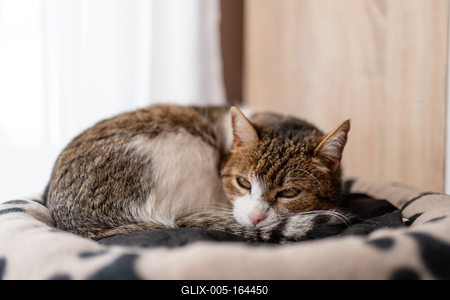 nice cat relaxing at home-stock-foto