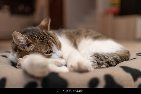 nice cat relaxing at home-stock-foto