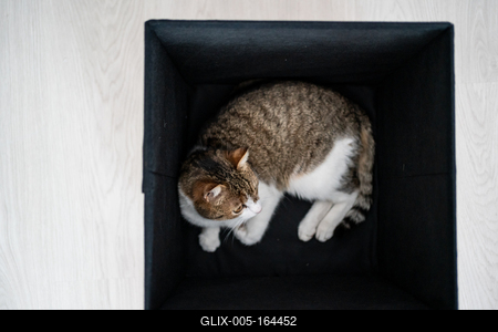 lazy cat relaxing in a dark box-stock-foto