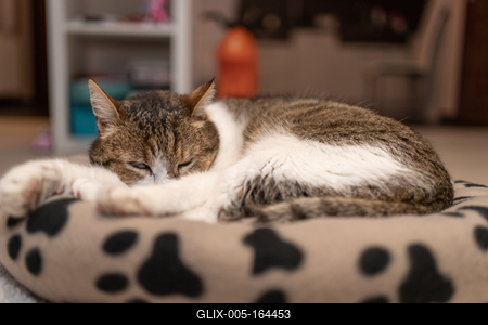 nice cat relaxing at home-stock-foto