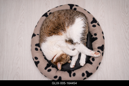 nice cat relaxing at home-stock-foto