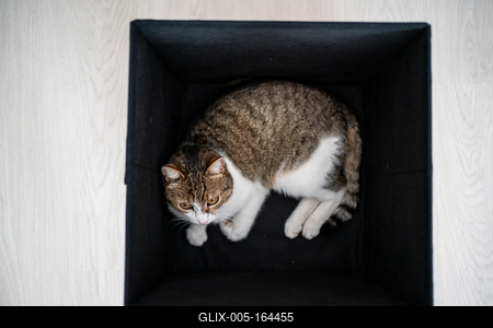 lazy cat relaxing in a dark box-stock-foto