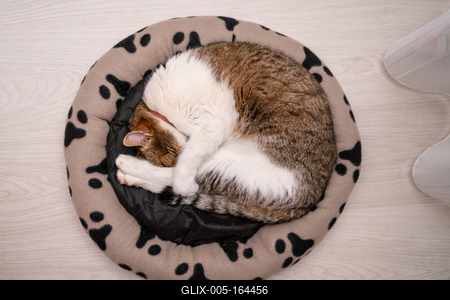 nice cat relaxing at home-stock-foto