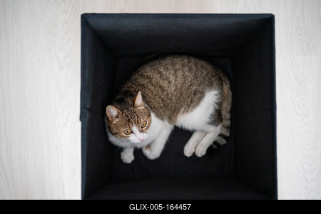 lazy cat relaxing in a dark box-stock-foto