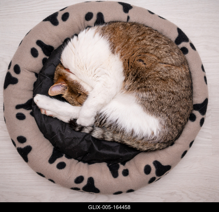 nice cat relaxing at home-stock-foto