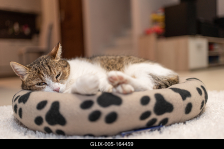 nice cat relaxing at home-stock-foto