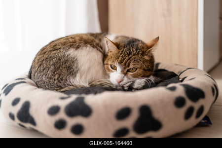 nice cat relaxing at home-stock-foto