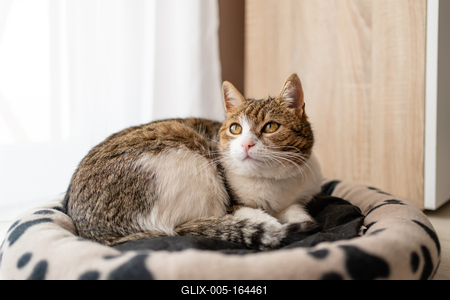 nice cat relaxing at home-stock-foto
