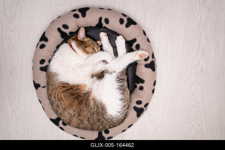nice cat relaxing at home-stock-foto