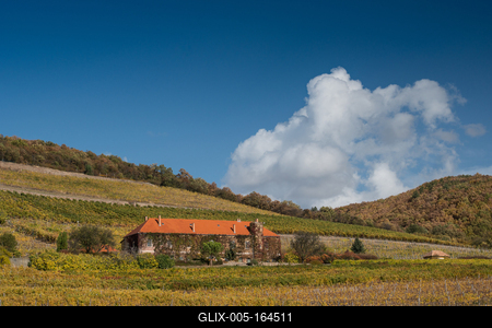 Vineyard in Mecsek with blue sky-stock-foto