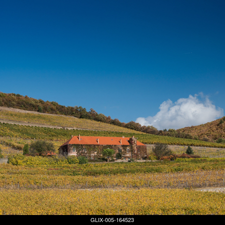 Vineyard in Mecsek with blue sky-stock-foto