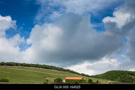 Vineyard in Mecsek with blue sky-stock-foto