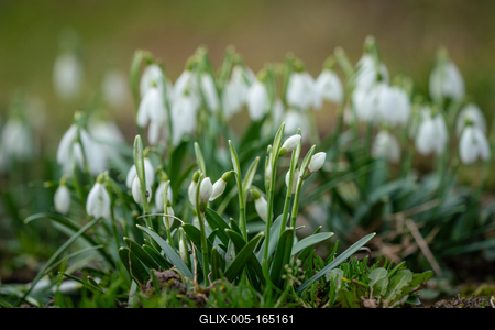 Snowdrops as a first spring flowers on a green natural background-stock-foto