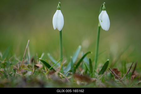 Snowdrops as a first spring flowers on a green natural background-stock-foto