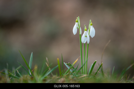 Snowdrops as a first spring flowers on a green natural background-stock-foto