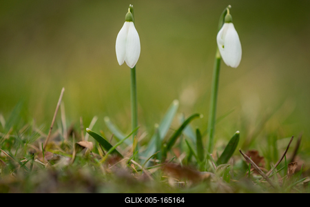 Snowdrops as a first spring flowers on a green natural background-stock-foto