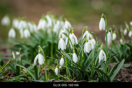Snowdrops as a first spring flowers on a green natural background-stock-foto