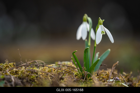 Snowdrops as a first spring flowers on a green natural background-stock-foto