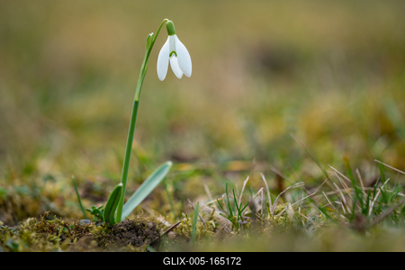 Snowdrops as a first spring flowers on a green natural background-stock-foto