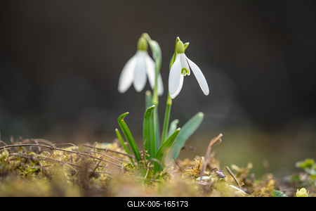 Snowdrops as a first spring flowers on a green natural background-stock-foto