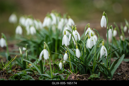 Snowdrops as a first spring flowers on a green natural background-stock-foto