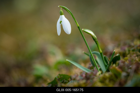 Snowdrops as a first spring flowers on a green natural background-stock-foto