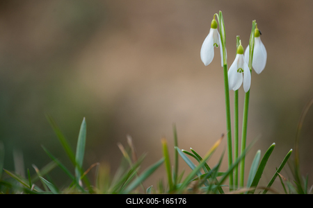 Snowdrops as a first spring flowers on a green natural background-stock-foto