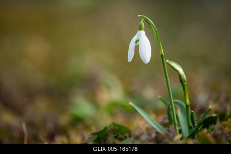 Snowdrops as a first spring flowers on a green natural background-stock-foto