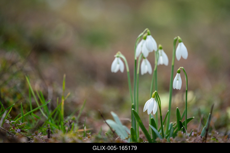 Snowdrops as a first spring flowers on a green natural background-stock-foto