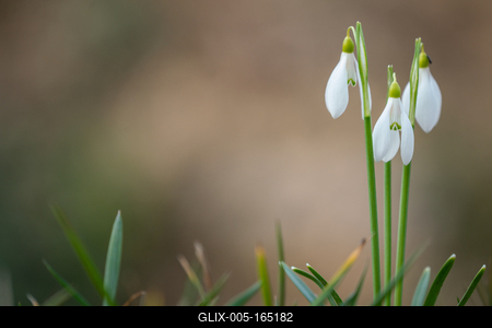 Snowdrops as a first spring flowers on a green natural background-stock-foto