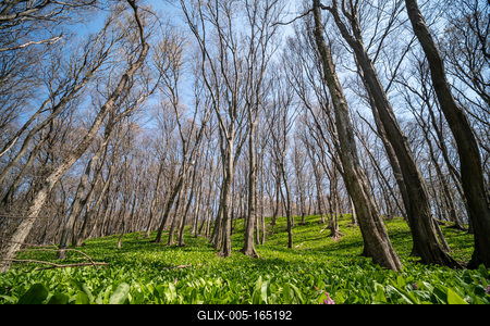 Young leaves of Ramsons in a forest-stock-foto