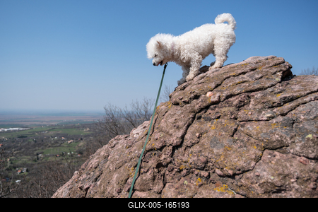 cute bichon frise puppy relaxing on a rock-stock-foto