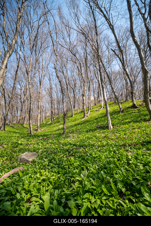 Young leaves of Ramsons in a forest-stock-foto