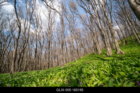 Young leaves of Ramsons in a forest-stock-foto