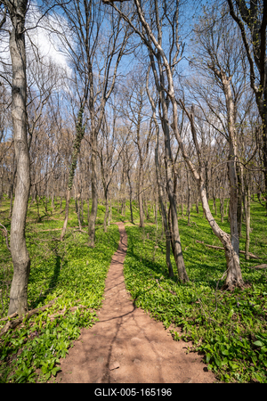 Young leaves of Ramsons in a forest-stock-foto