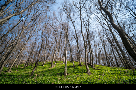 Young leaves of Ramsons in a forest-stock-foto