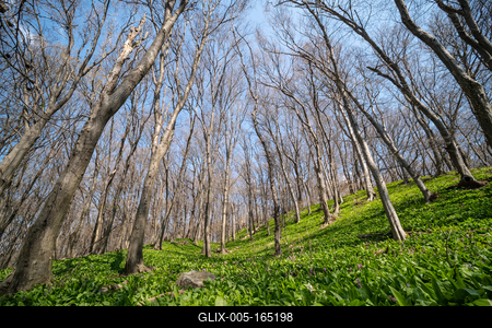 Young leaves of Ramsons in a forest-stock-foto