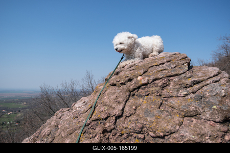 cute bichon frise puppy relaxing on a rock-stock-foto