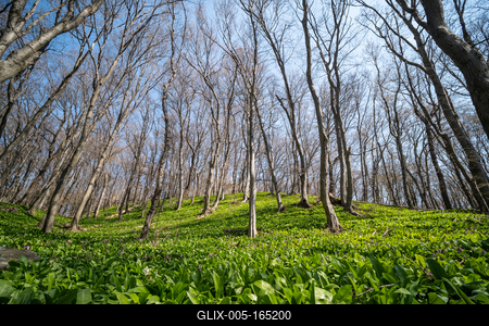 Young leaves of Ramsons in a forest-stock-foto