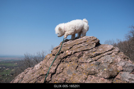 cute bichon frise puppy relaxing on a rock-stock-foto