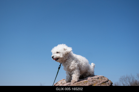 cute bichon frise puppy relaxing on a rock-stock-foto