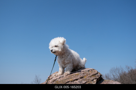 cute bichon frise puppy relaxing on a rock-stock-foto