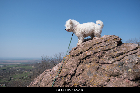 cute bichon frise puppy relaxing on a rock-stock-foto
