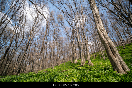 Young leaves of Ramsons in a forest-stock-foto