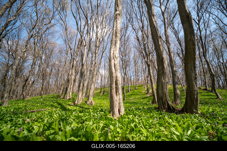 Young leaves of Ramsons in a forest-stock-foto