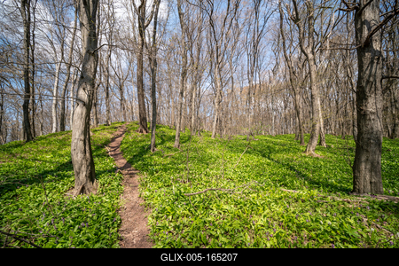 Young leaves of Ramsons in a forest-stock-foto