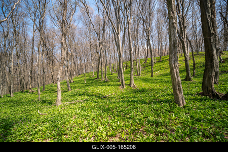 Young leaves of Ramsons in a forest-stock-foto