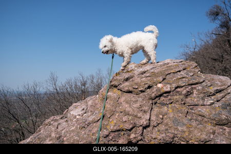 cute bichon frise puppy relaxing on a rock-stock-foto