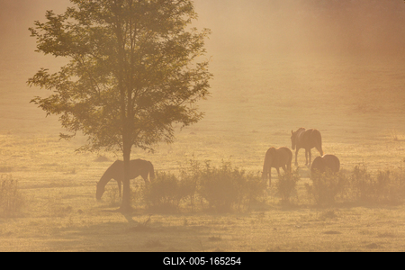 Horses on a meadow in early morning-stock-foto